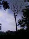 Dead Tree